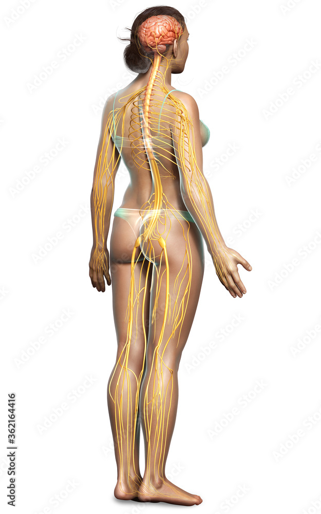 3d rendered medically accurate illustration of a female nervous system 3d rendered medically accurate illustration of a female nervous system