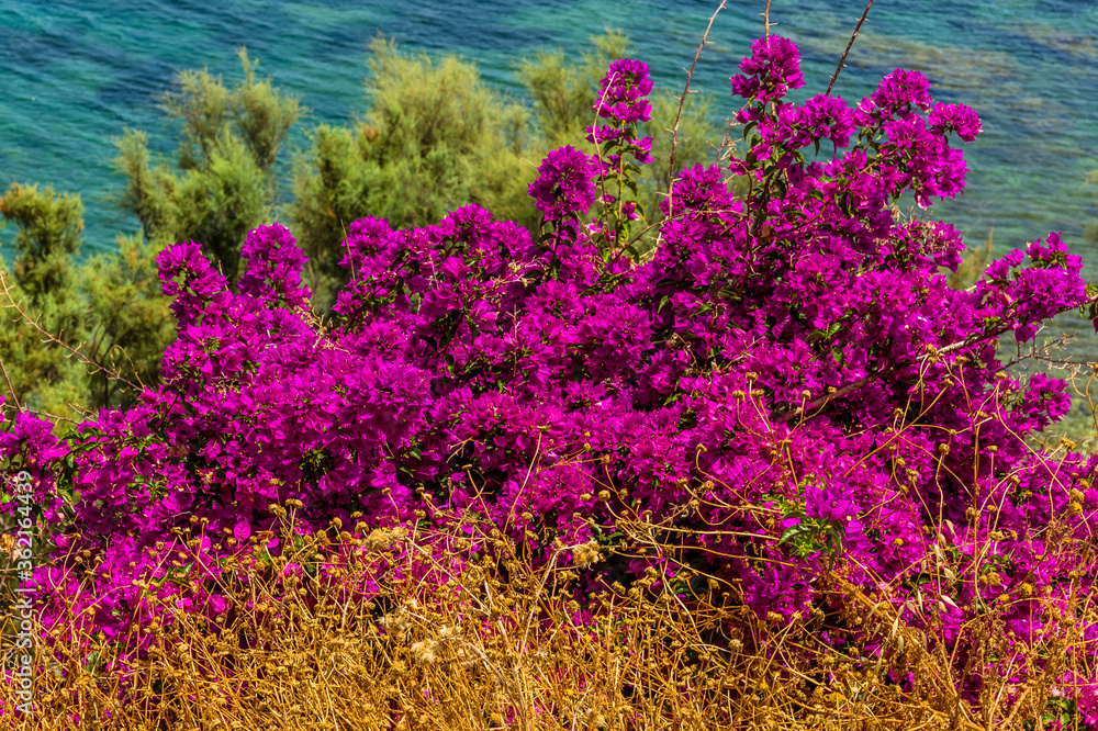 Obraz premium Bouganville growing on the side of a cliff at Castellammare del Golfo, Sicily in the summertime.