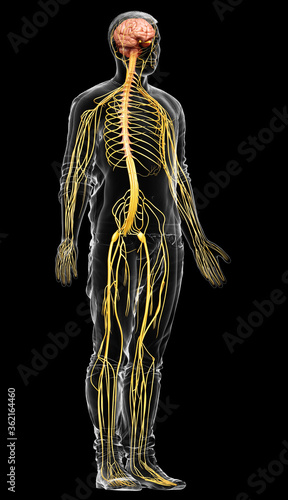 3d rendered medically accurate illustration of a male nervous system