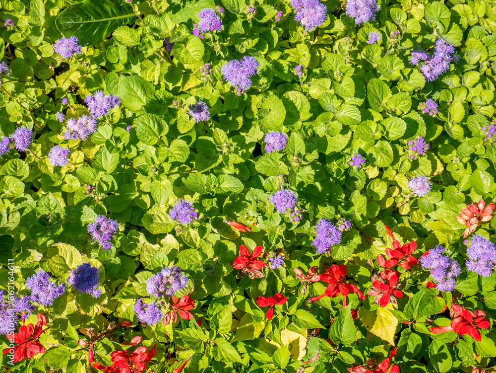 Field ful with Ageratum houstonianum flowers or Floss Flowers. Purple blue flowers on a field