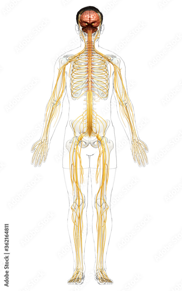 3d rendered medically accurate illustration of a male nervous system