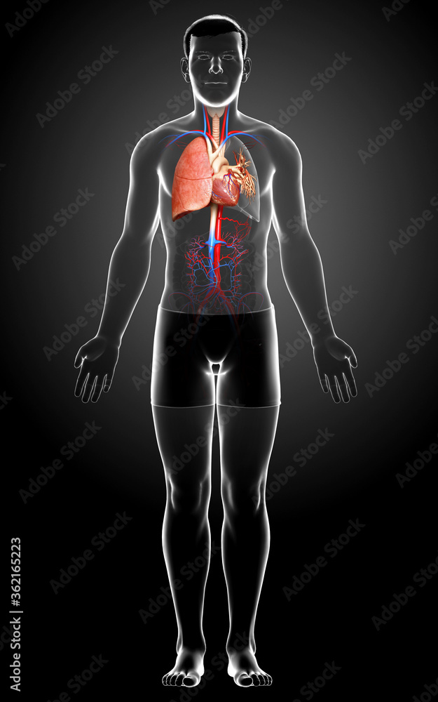 3d rendered, medically accurate illustration of a male lung anatomy 3d rendered, medically accurate illustration of a male lung anatomy