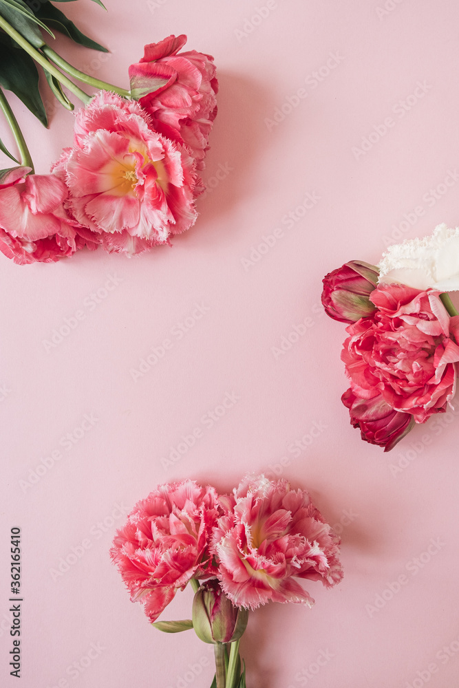 Beautiful peony tulip flowers on pink background Beautiful peony tulip flowers on pink background