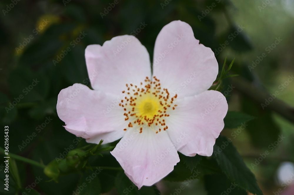 White wild rose in a garden in Florence