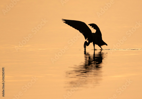 Silhouette of Western reef heron fishing during morning hours, Bahrain