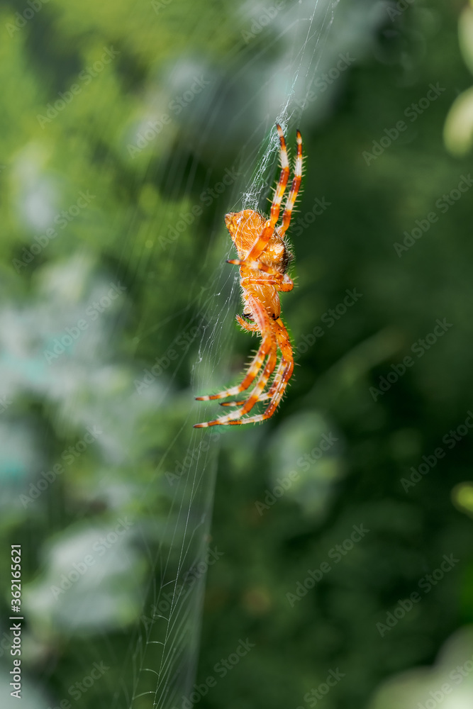 Fototapeta premium ventral view of european garden spider, Araneus diadematus, on its orb web