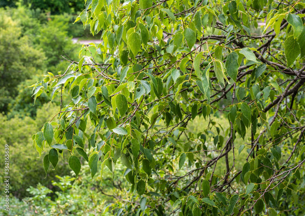 Fototapeta premium Leaves and fruits of European nettle tree (Celtis australis)