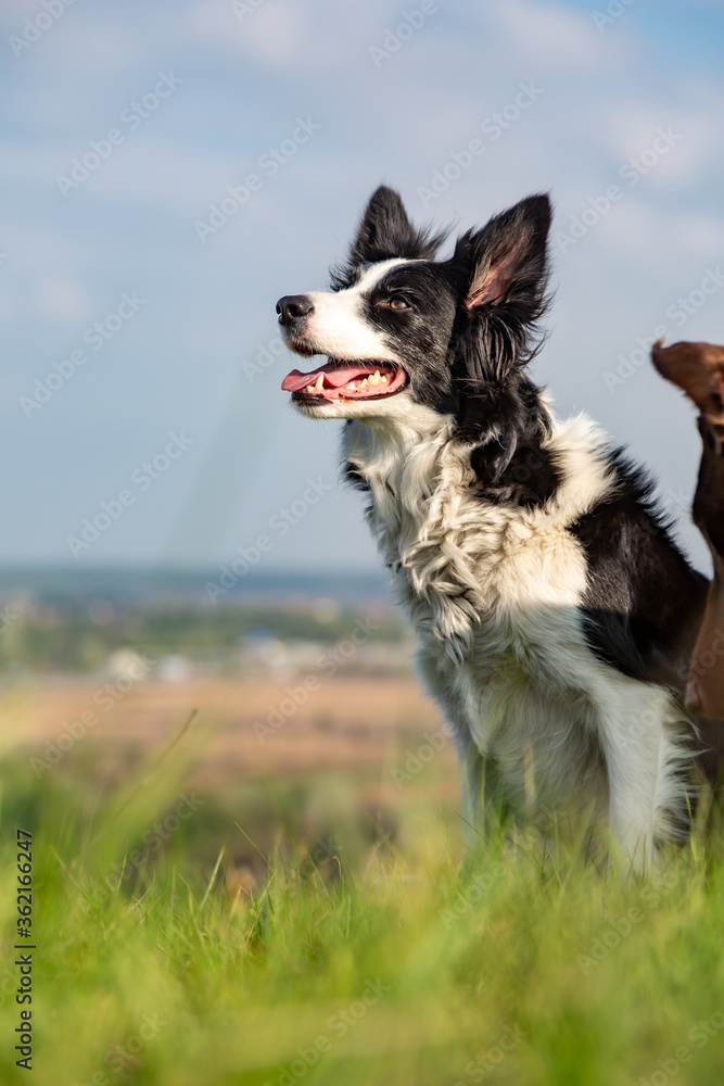 Border collie dog sitting in green grass on a hill on a sunny day. Doberman's head in the frame. Vertical orientation. Border collie dog sitting in green grass on a hill on a sunny day. Doberman's head in the frame. Vertical orientation.
