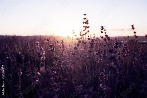 Lavender Field in the summer sunset time