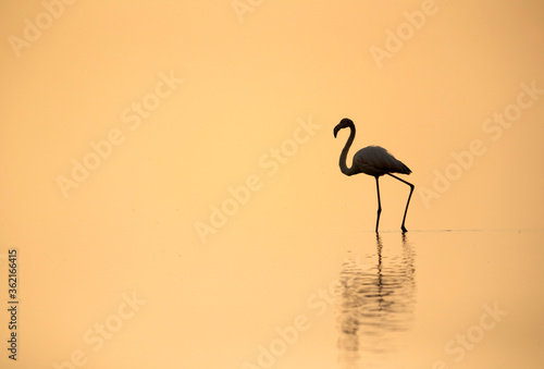 Greater Flamingo wading during sunrise, Bahrain
