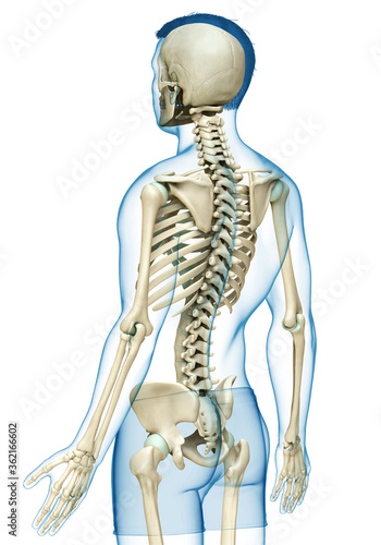 3d rendered, medically accurate illustration of a male skeleton system