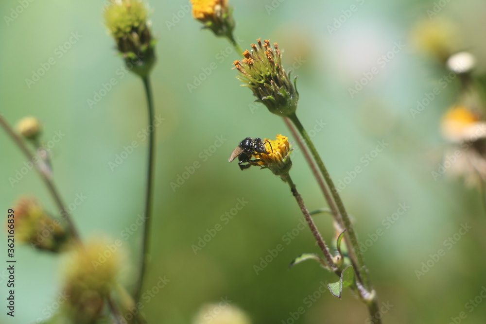 ladybird on a flower