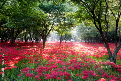  Red spider lily habitat