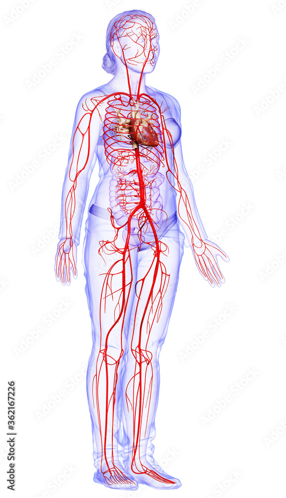 3d rendered medically accurate illustration of Female arteries