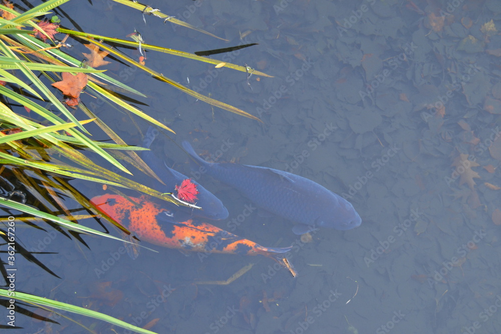 Drei Koi Karpfen schwimmen in einem Teich dessen Boden mit braune