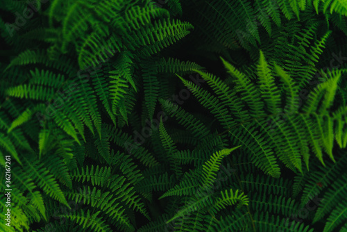 Green fern leaf background  textures.