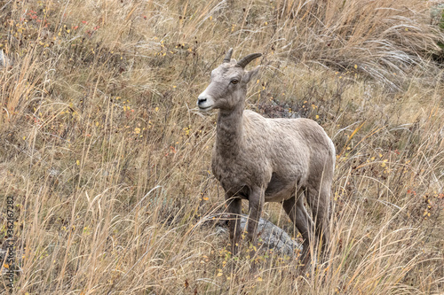 Bighorn Sheep ewe