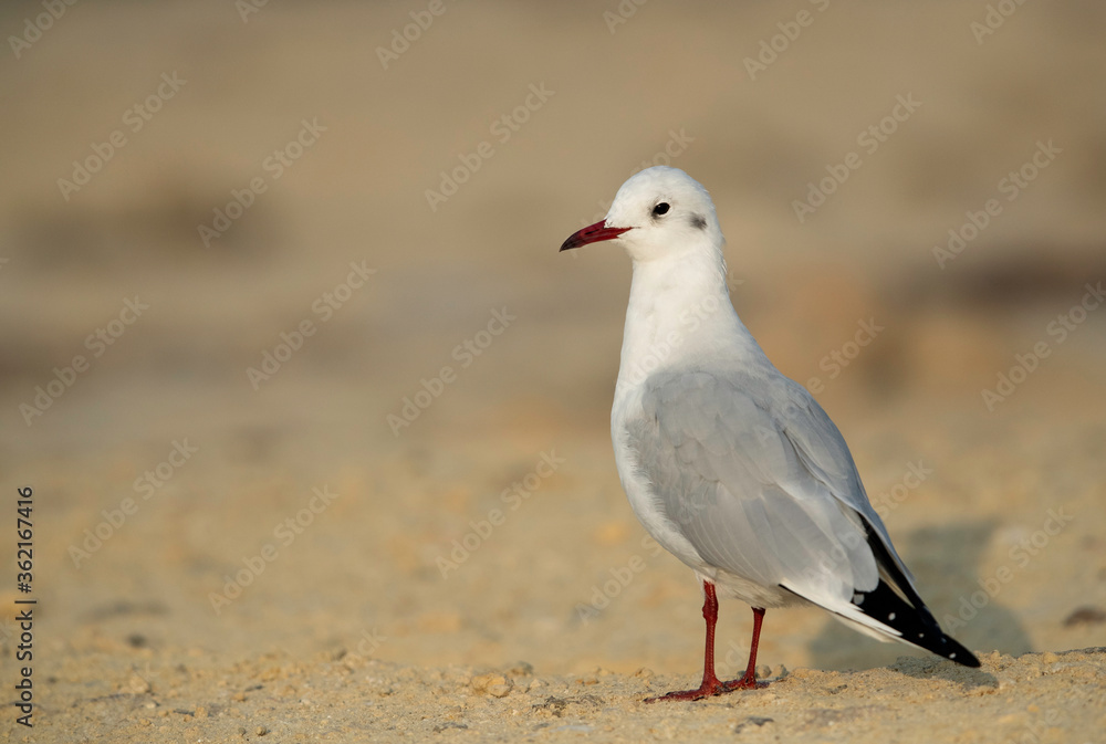Black-headed gull at Busaiteen beach, Bahrain Black-headed gull at Busaiteen beach, Bahrain