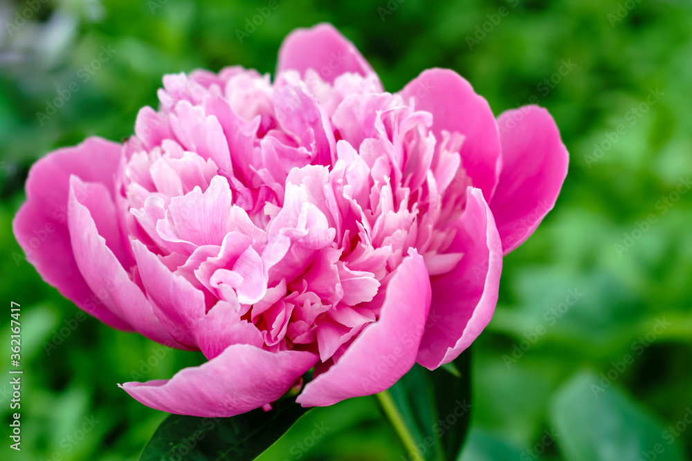 Bright and stylish colors of a large pink peony flower with white edges