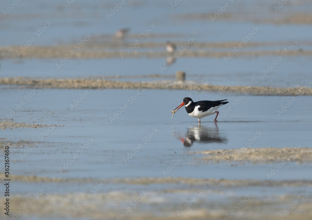 Oystercatcher with prey at Busaiteen beach, Bahrain Oystercatcher with prey at Busaiteen beach, Bahrain