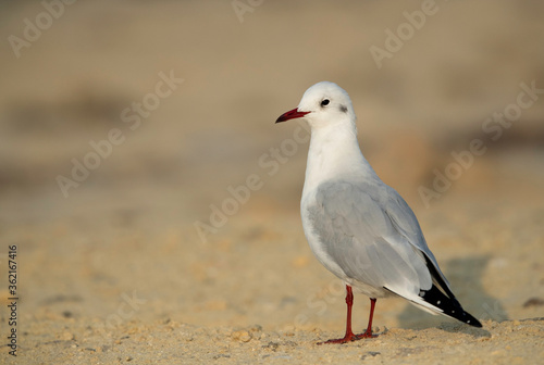 Black-headed gull at Busaiteen beach, Bahrain