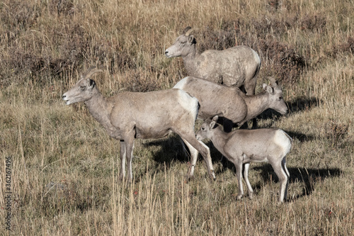 Bighorn Sheep family group