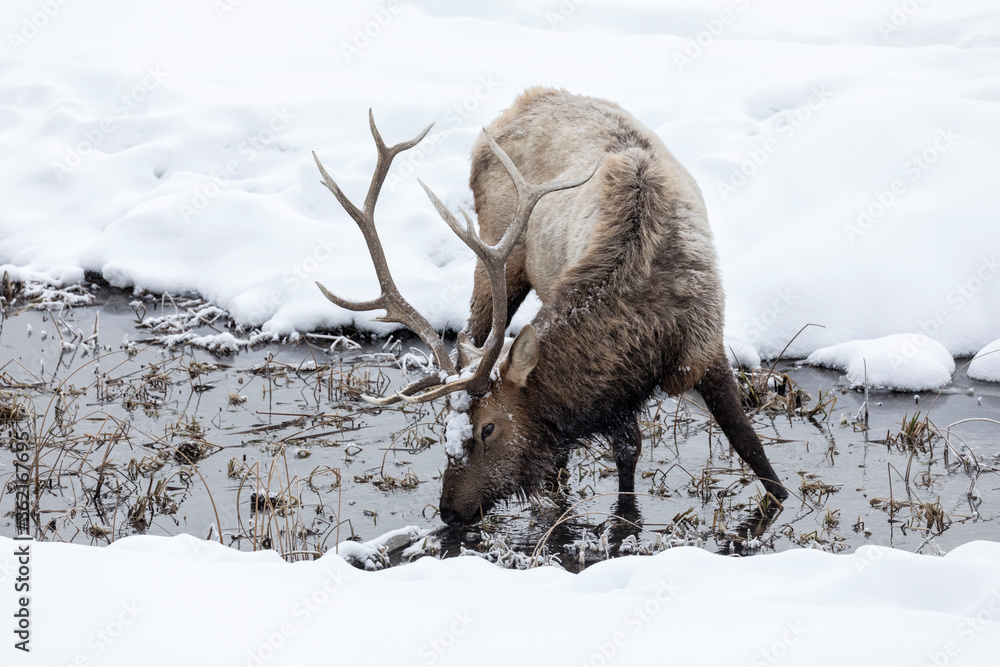 Bull Elk feeding in a running stream Bull Elk feeding in a running stream