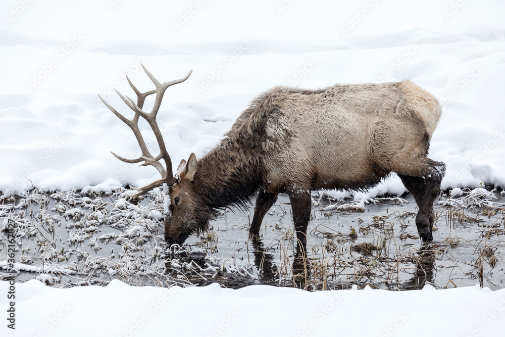 Bull Elk feeding in a running stream Bull Elk feeding in a running stream
