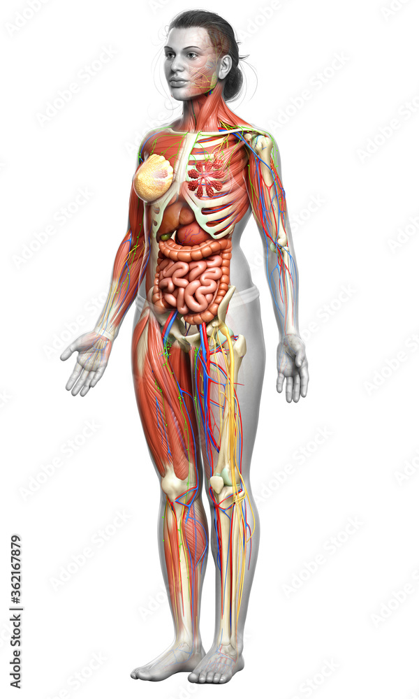 3d rendered medically accurate of the female anatomy 3d rendered medically accurate of the female anatomy