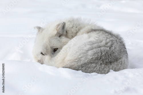 Gray Wolf resting in the snow bank © David
