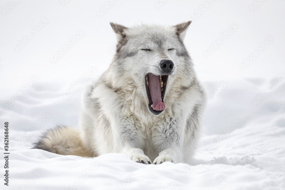 Obraz premium Gray Wolf - big yawn