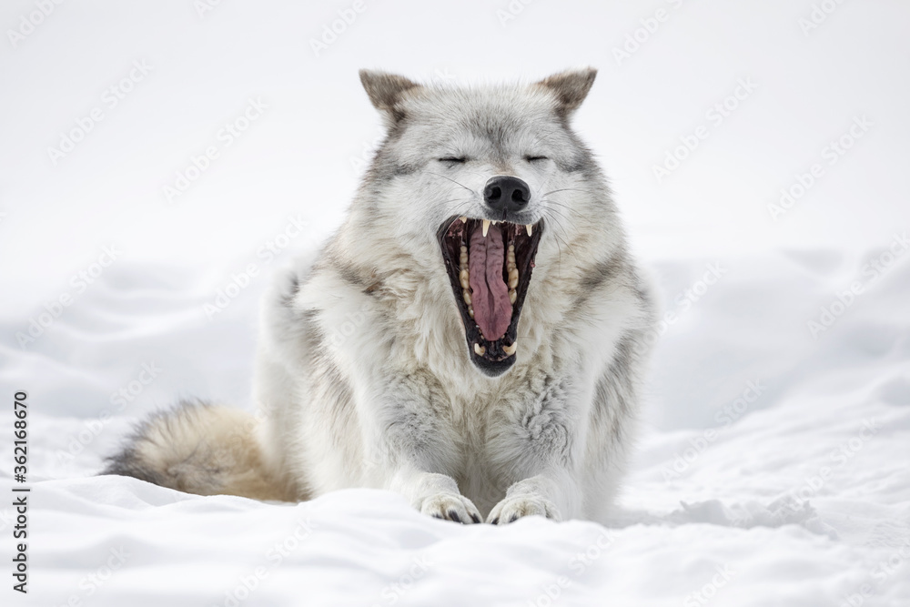 Gray Wolf - big yawn
