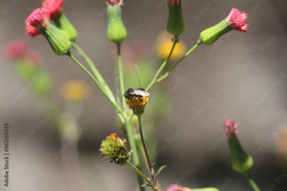 ladybug on a flower ladybug on a flower