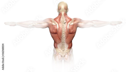 Fotografiet Back muscles of a man with spine, medically 3D illustration