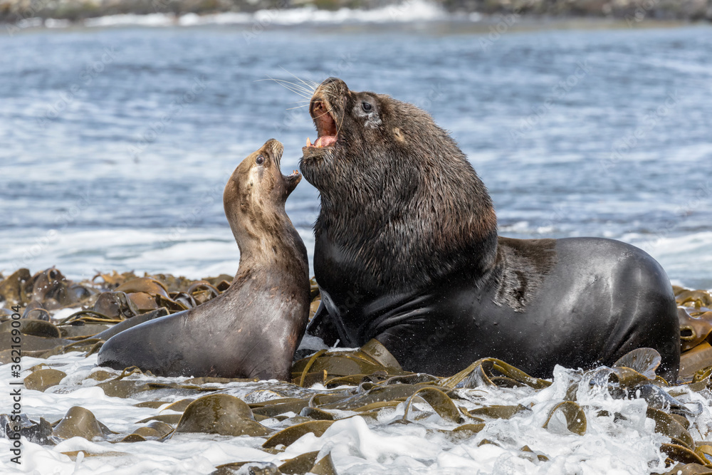 Fototapeta premium Southern Sea Lion male and female courtship