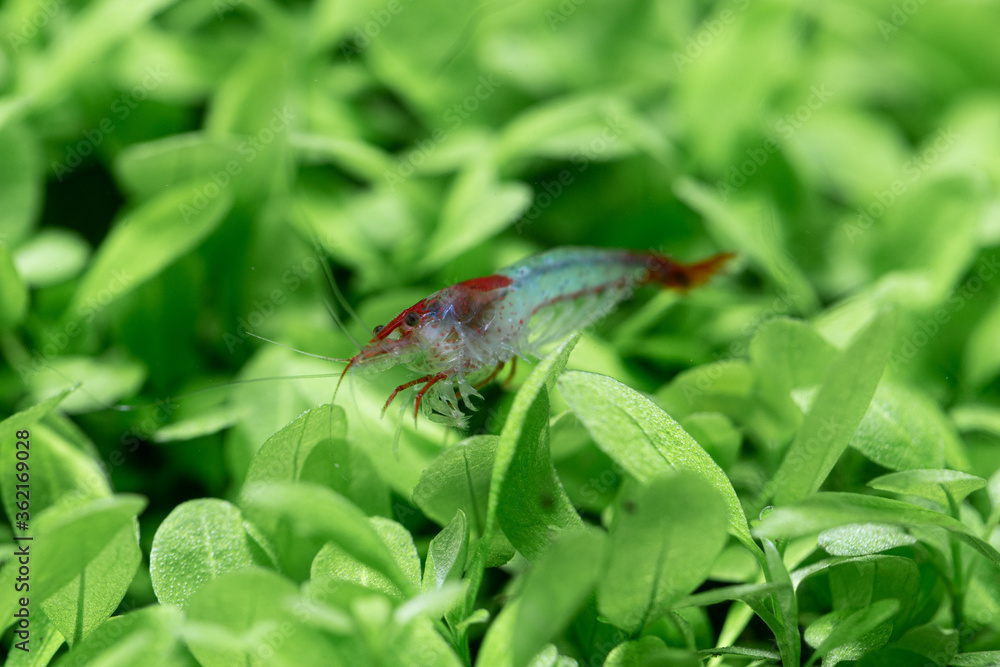macro dwarf shrimp aquarium  color
