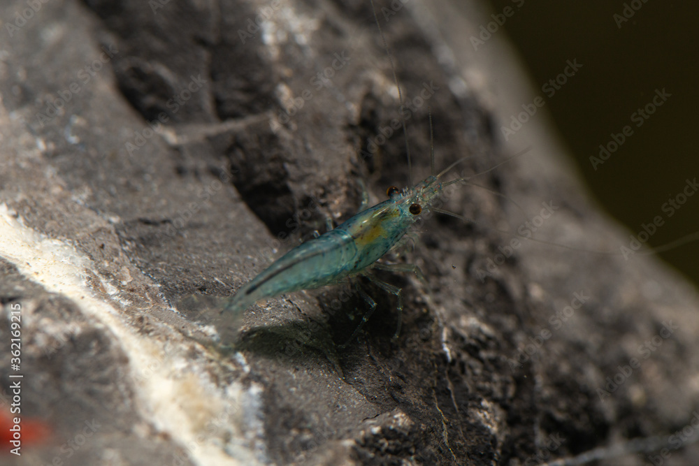 Fototapeta premium macro dwarf shrimp aquarium color