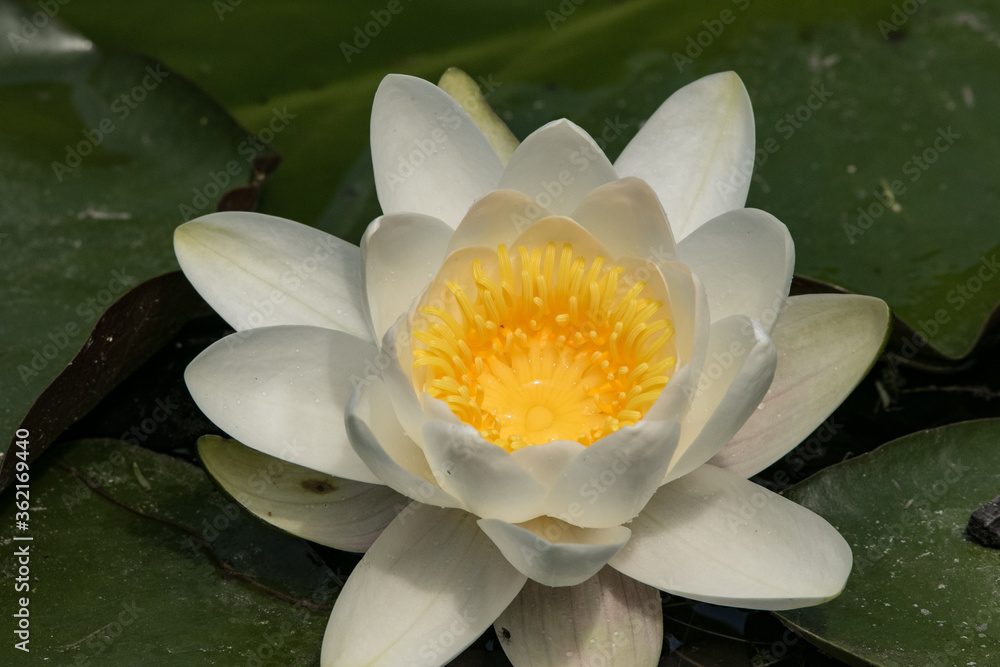 the lilly the lilly