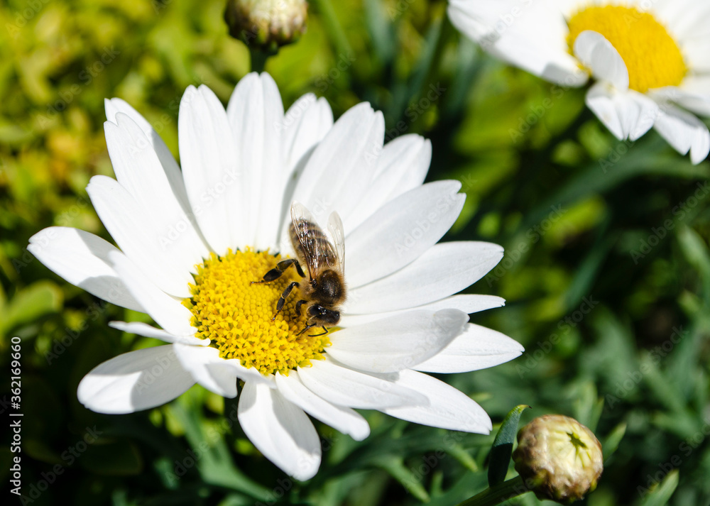 bee collecting chamomile nectar close-up in summer bee collecting chamomile nectar close-up in summer