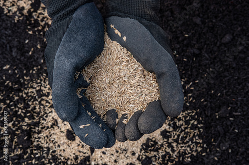 Photograph of a handfull of organic tall fescue grass seed over soil