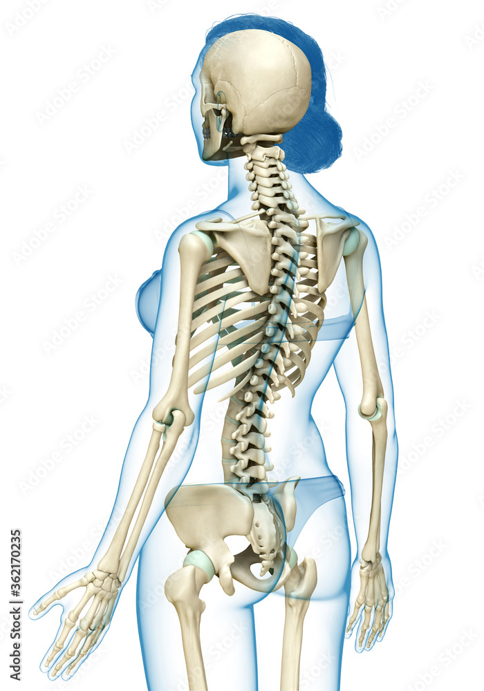 3d rendered, medically accurate illustration of a female skeleton system 3d rendered, medically accurate illustration of a female skeleton system