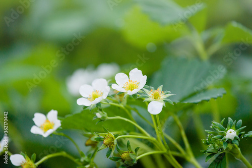Not only were the strawberries delicious, but the flowers of the strawberries were lovely.
