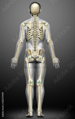 3d rendered, medically accurate illustration of a male skeleton system © pixdesign123
