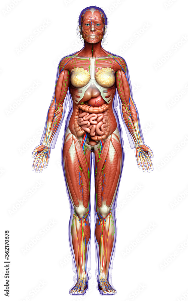 3d rendered medically accurate of the female anatomy 3d rendered medically accurate of the female anatomy