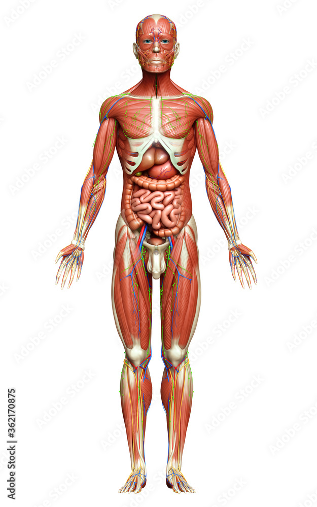 3d rendered medically accurate of the male anatomy 3d rendered medically accurate of the male anatomy