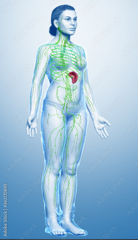 3d rendered medically accurate illustration of a female lymphatic system 3d rendered medically accurate illustration of a female lymphatic system