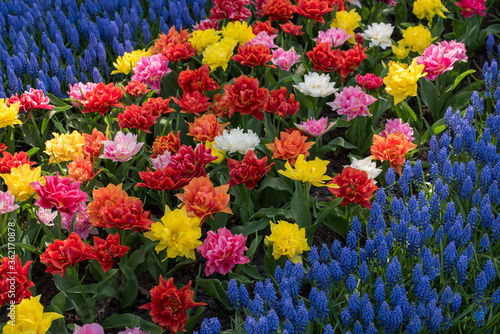 Field of blooming carnations on a blue background of blue flowers.
Blooming bright flowers in the field. Beautiful and bright flowers in yellow and red. Beautiful and bright carnations of yellow and r