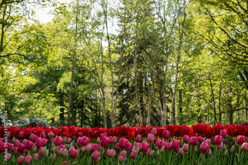 Tulip field. Beautiful red tulips near the forest.nBeautiful landscape. Field of red tulips and green trees on a sunny day.