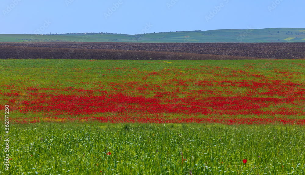 Blooming poppy fields in the spring in the mountains