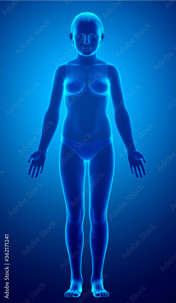 3d rendered illustration of the young Girl body